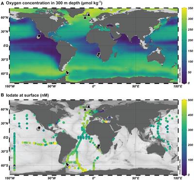 Planktic foraminifera iodine/calcium ratios from plankton tows